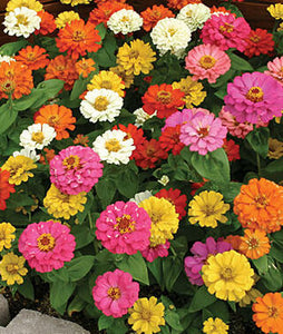 Zinnia - Thumbelina Mixed Colours (Seeds)