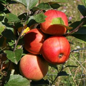 Apple Tree - Macoun