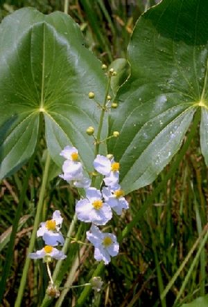 Arrowhead - Sagittaria latifolia 4