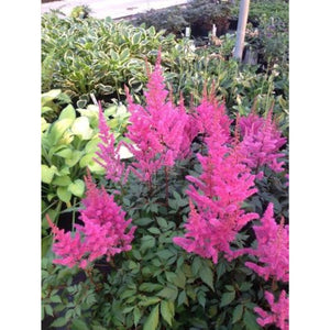 Astilbe - Maggie Daley