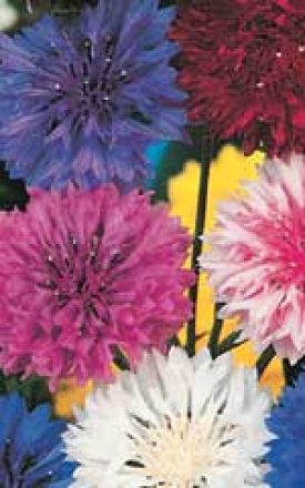 Bachelor Buttons - Mixed Colours (Seeds)