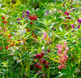 Balsam Mixed Colours (Touch-Me-Not) (Seeds)