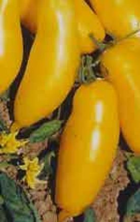 Tomato - Banana Legs (Seeds)