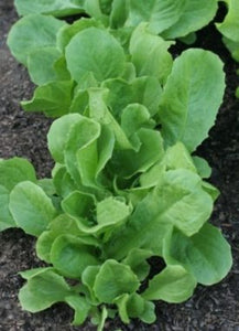 Endive - Broad Leaved Batavian (Seeds)