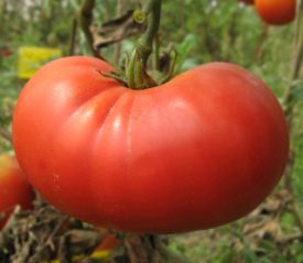 Tomato - Beefsteak (Seeds)