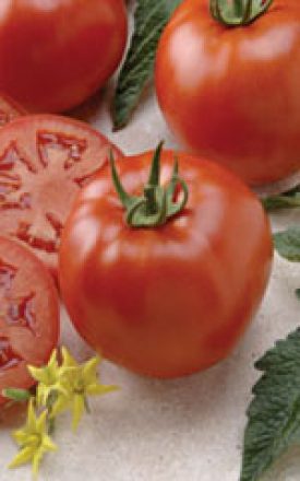 Tomato - Better Boy VFN Hybrid (Seeds)