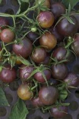 Tomato - Black Cherry Hybrid (Seeds)