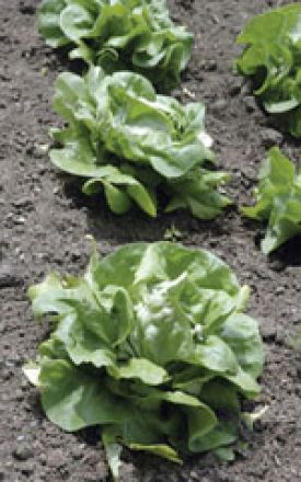 Lettuce - White Boston (Seeds)