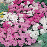 Candytuft - Fairy Mixed Colours (Seeds)