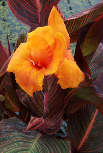 Canna - African Sunset (Water Plant) 4"