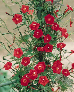 Cardinal Climber (Seeds)