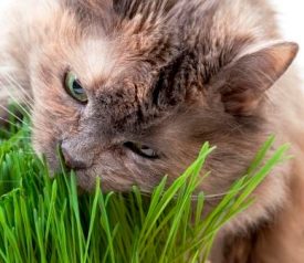 Cat Grass (Seeds)