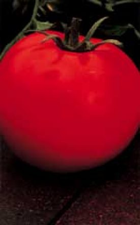 Tomato - Celebrity (Seeds)