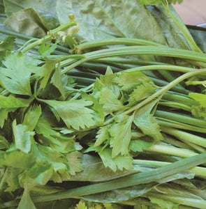Celery - Chinese Tianjin Hybrid (Seeds)