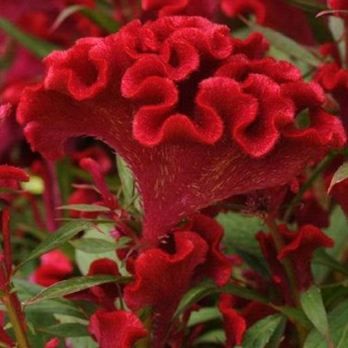 Celosia - Twisted Red 1 Gal