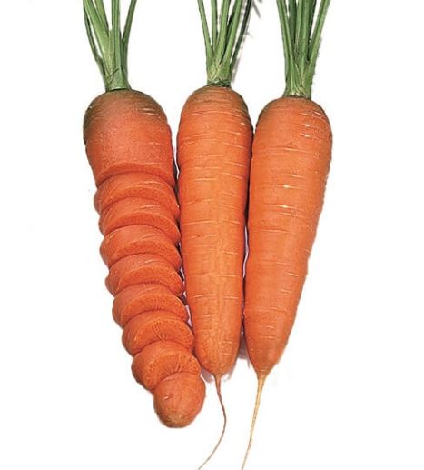 Carrot - Chantenay Organic (Seeds)