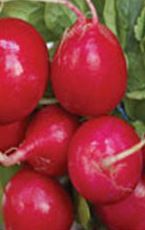 Radish - Cherry Belle Organic (Seeds)