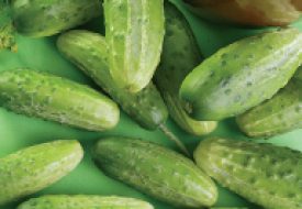 Cucumber - Chicago Pickling (Seeds)