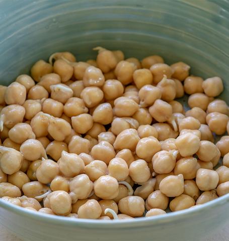 Chickpea Sprouts
