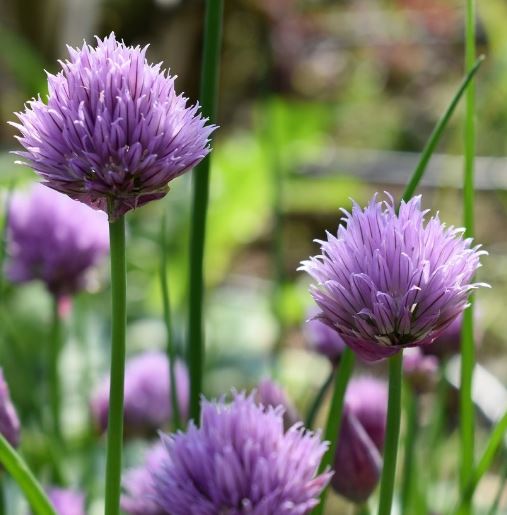 Chives - Organic (Seeds)