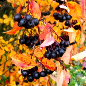 Chokeberry - Autumn Magic
