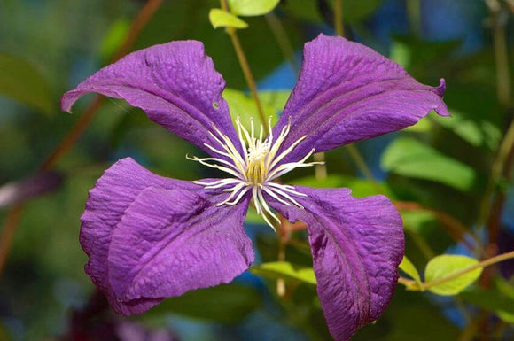 Clematis - Jackmanii Superba