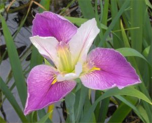 Iris - Colorific