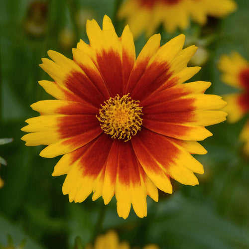 Coreopsis - Uptick Gold and Bronze