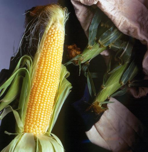Sweet Corn - Big Jim III