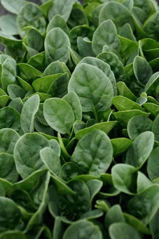 Spinach - Countryside (Seeds)