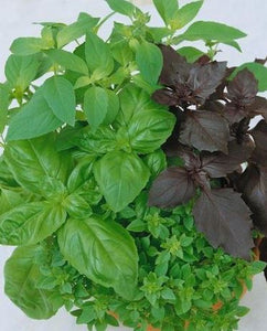 Basil - Culinary Blend Organic (Seeds)