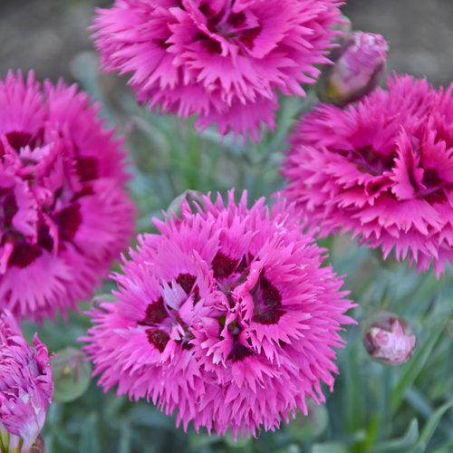 Dianthus - Spiked Punch