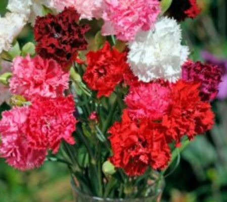 Dianthus Chinensis - Double Mix (Seeds)