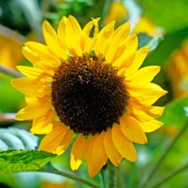 Sunflower - Dorado (Seeds)