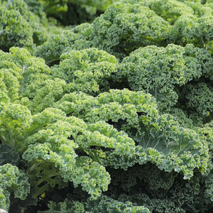 Kale - Dwarf Curled Scotch (Seeds)