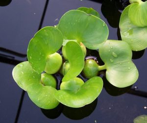 Water Hyacinth - Dwarf
