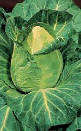 Cabbage - Early Jersey Wakefield (Seeds)