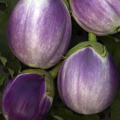 Eggplant - Rosa Bianca (Seeds)
