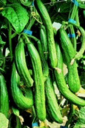 Cucumber - English Telegraph (Seeds)