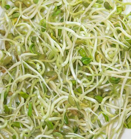 Fenugreek Sprouts