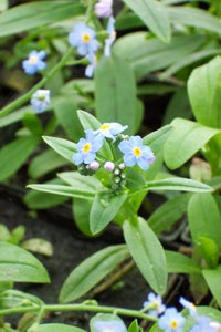 Water Forget-Me-Not - 4"
