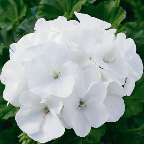 Geranium - Maverick White (Seeds)