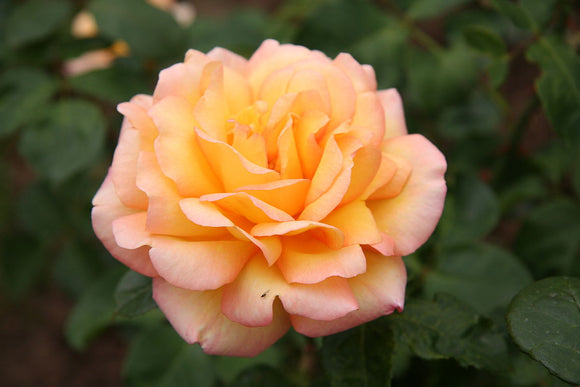 Rose - Glowing Peace (Grandiflora)