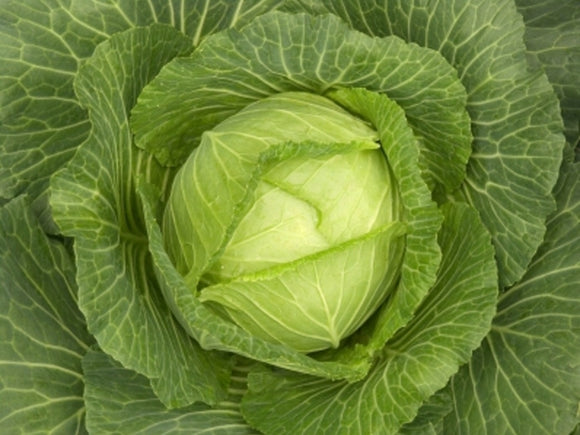 Cabbage - Golden Acre (Seeds)