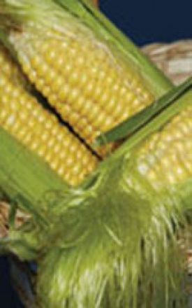 Corn - Golden Bantam (Sweet Corn) JUMBO PACK (Seeds)