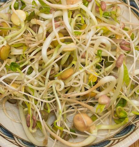 Gourmet Sprouts