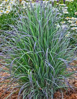 Ornamental Grass (Schizachyrium) - Twilight Zone