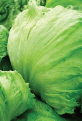 Lettuce - Great Lakes (Seeds)