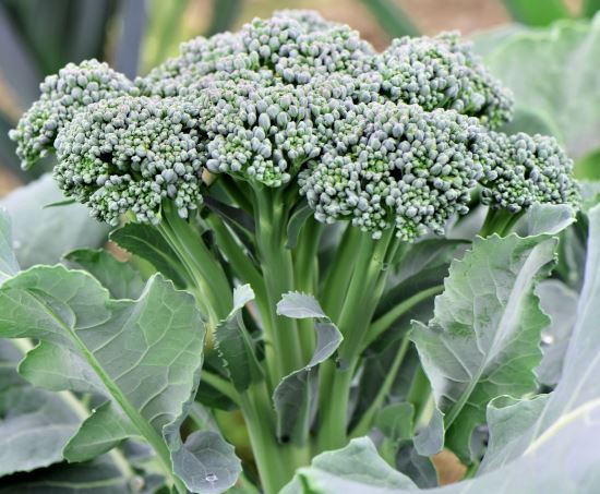 Broccoli - Green Sprouting Organic (Seeds)