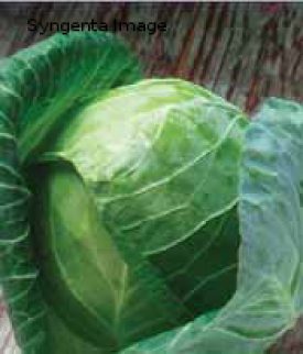 Cabbage - Gregorian Hybrid (Seeds)